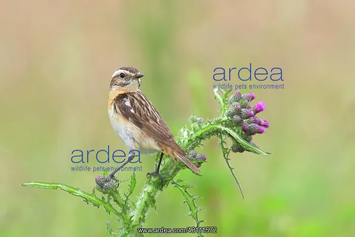 : Whinchat (Saxicola rubetra), female sitting on thistle : Whinchat (Saxicola rubetra), female sitting on thistle