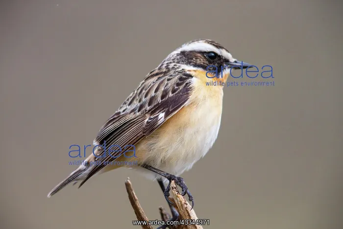 : Whinchat (Saxicola rubetra) male, Germany, Europe : Whinchat (Saxicola rubetra) male, Germany, Europe