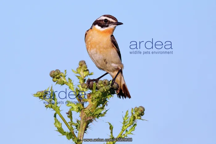 : Whinchat (Saxicola rubetra) on the singing platform : Whinchat (Saxicola rubetra) on the singing platform