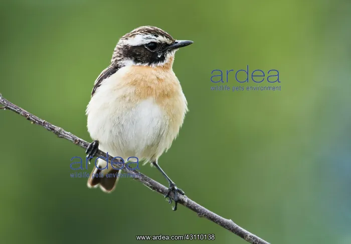 : Whinchat (Saxicola rubetra), sitting on a branch : Whinchat (Saxicola rubetra), sitting on a branch