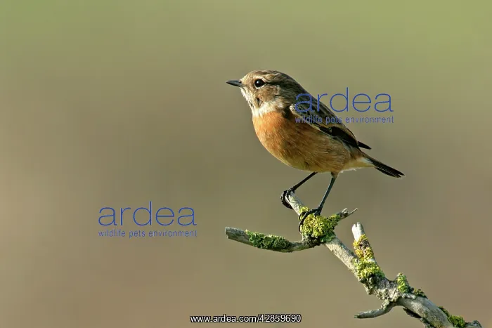 : Whinchat - sitting on a dead bush : Whinchat - sitting on a dead bush
