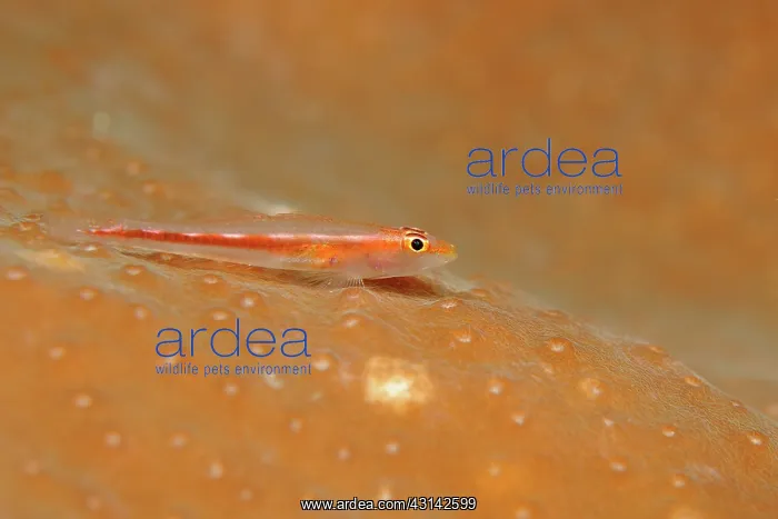 : Whip Coral Goby : Whip Coral Goby
