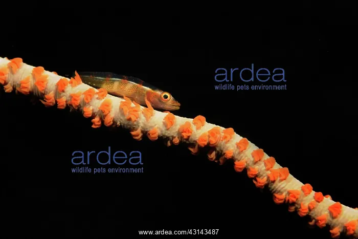 : Whip Coral Goby : Whip Coral Goby