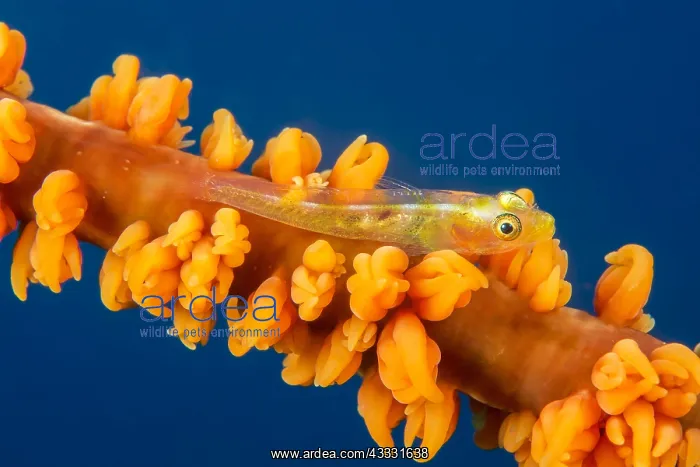 : Whip coral goby (Bryaninops yongei), Bangka Island : Whip coral goby (Bryaninops yongei), Bangka Island
