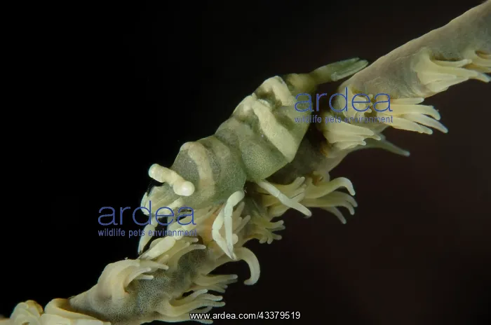 : Whip Coral Shrimp : Whip Coral Shrimp