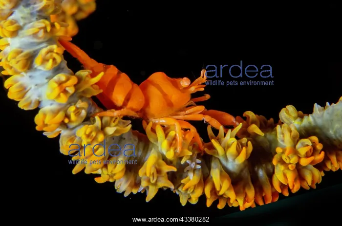 : Whip Coral Shrimp : Whip Coral Shrimp