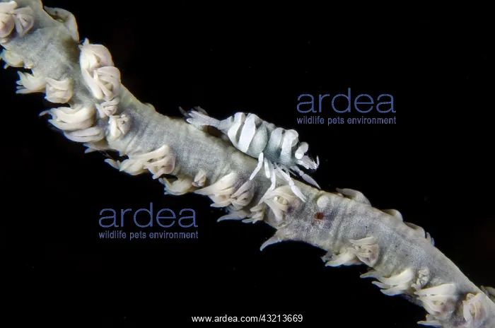 : Whip Coral Shrimp (Pontonides unciger) camouflaged : Whip Coral Shrimp (Pontonides unciger) camouflaged