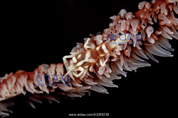 : Whip Coral Shrimp - on Whip Coral : Whip Coral Shrimp - on Whip Coral