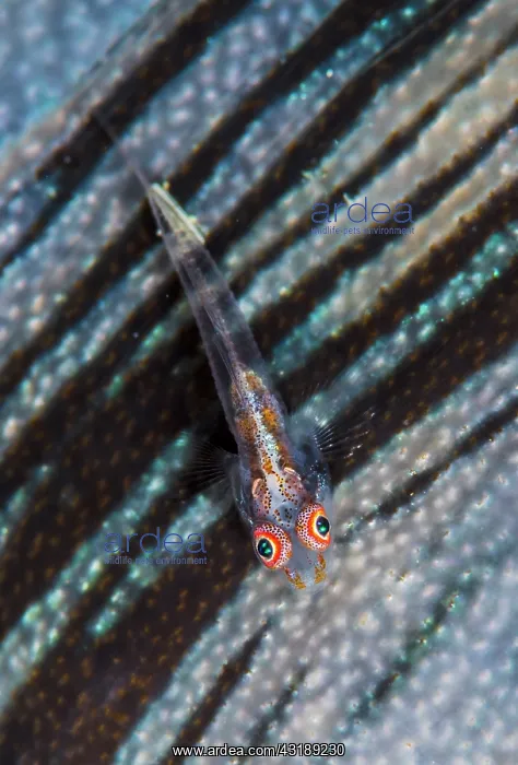 : Whip goby (Bryaninops sp) on the lip of a Giant : Whip goby (Bryaninops sp) on the lip of a Giant