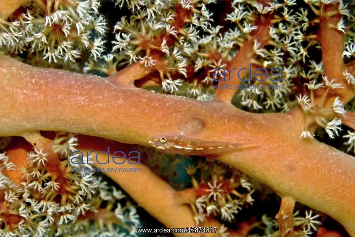 : Whip Goby - on soft corals and sea fans in area : Whip Goby - on soft corals and sea fans in area