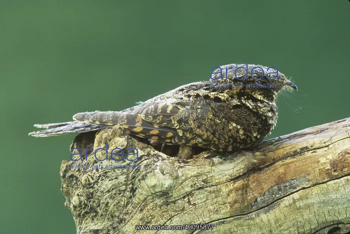 : Whip-poor-will (Caprimulgus vociferus) : Whip-poor-will (Caprimulgus vociferus)