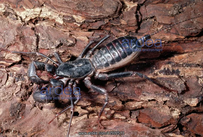 : Whip Scorpion : Whip Scorpion