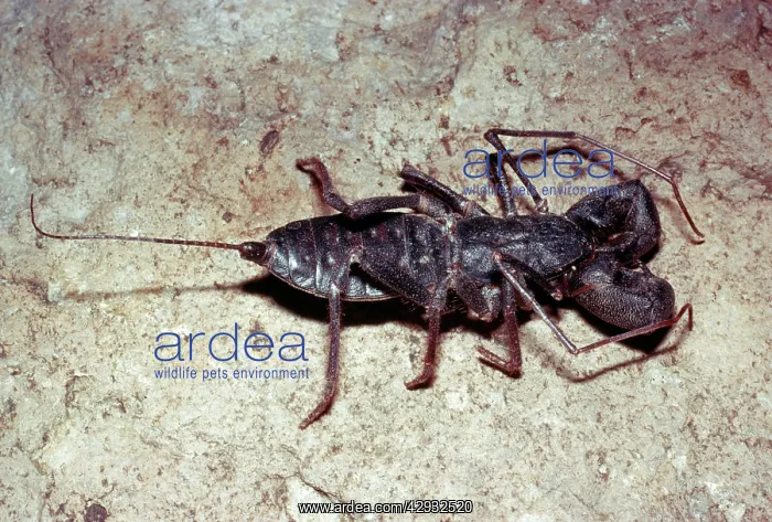  : Whip Scorpion