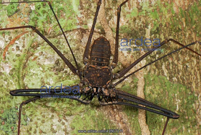 : Whip Spider / Tailless Whip Scorpion : Whip Spider / Tailless Whip Scorpion