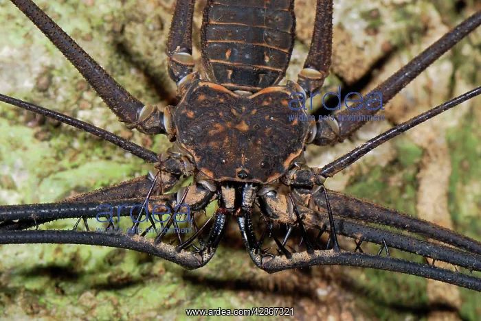 : Whip Spider / Tailless Whip Scorpion : Whip Spider / Tailless Whip Scorpion