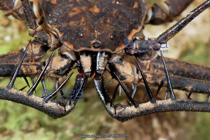 : Whip Spider / Tailless Whip Scorpion : Whip Spider / Tailless Whip Scorpion