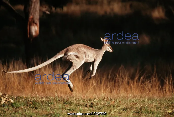 : Whip-tail WALLABY - leaping : Whip-tail WALLABY - leaping