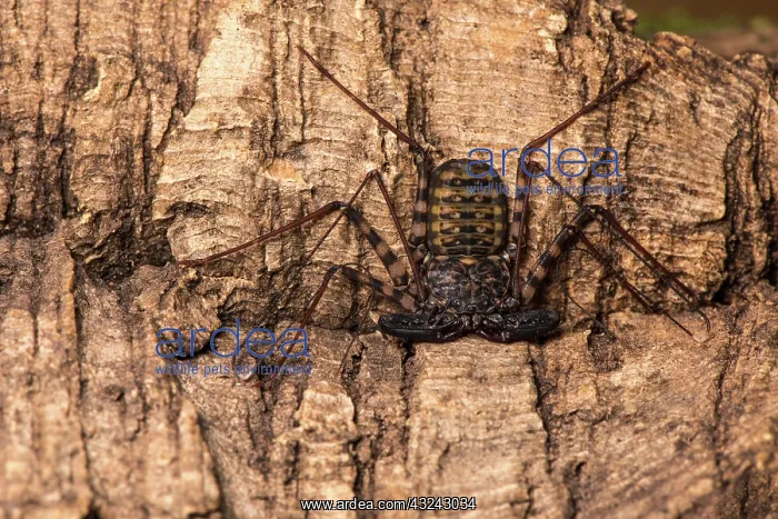  : Whip-tailed scorpion - resting on bark - Taken under