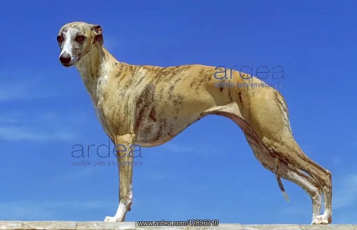  : Whippet. DOG