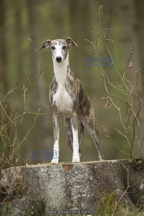  : Whippet Dog