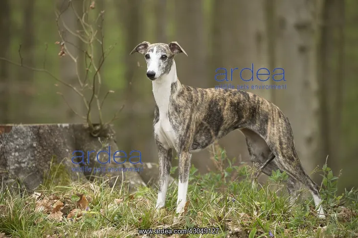 : Whippet Dog