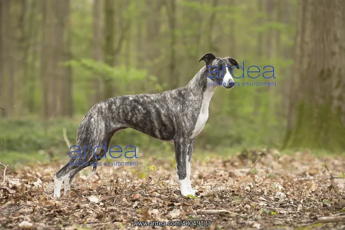  : Whippet Dog