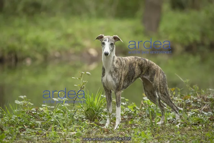  : Whippet Dog