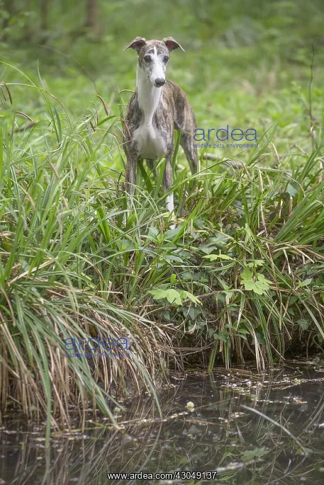  : Whippet Dog
