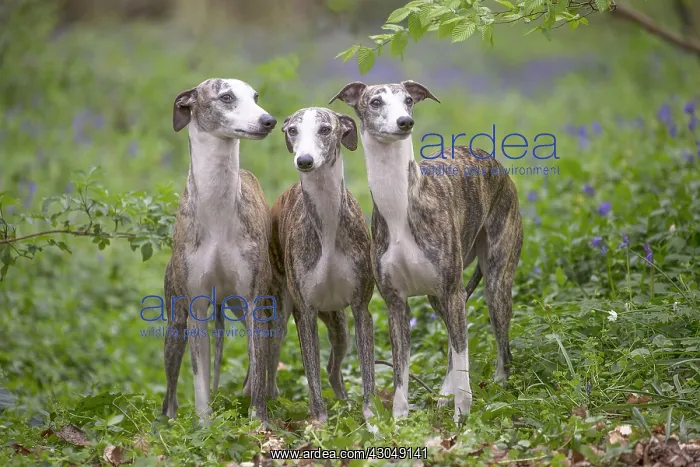  : Whippet Dog