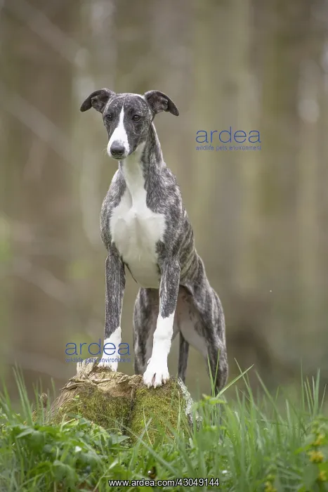  : Whippet Dog