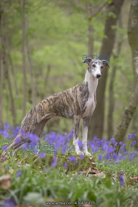  : Whippet Dog