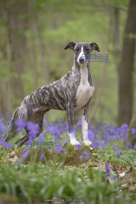  : Whippet Dog