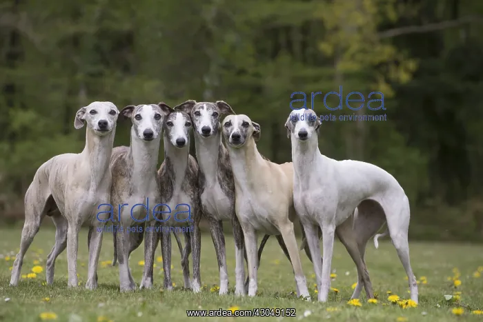  : Whippet Dog