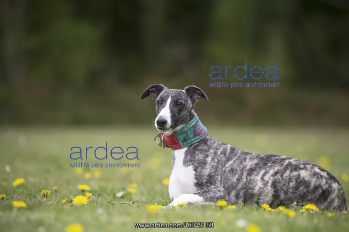  : Whippet Dog