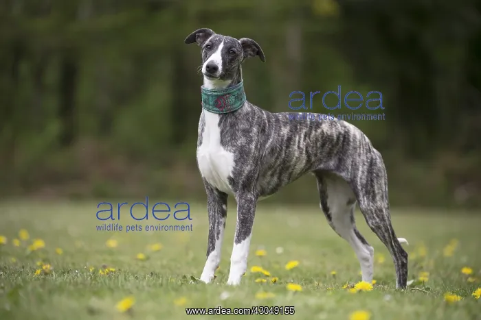  : Whippet Dog