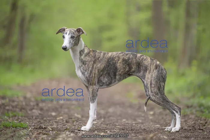  : Whippet Dog