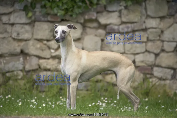  : Whippet Dog