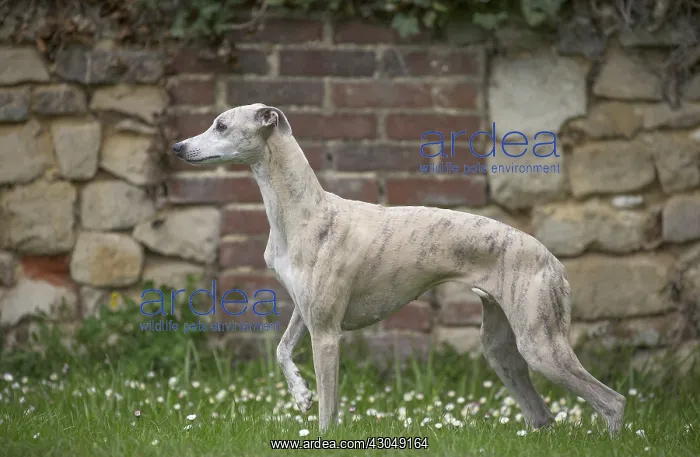  : Whippet Dog