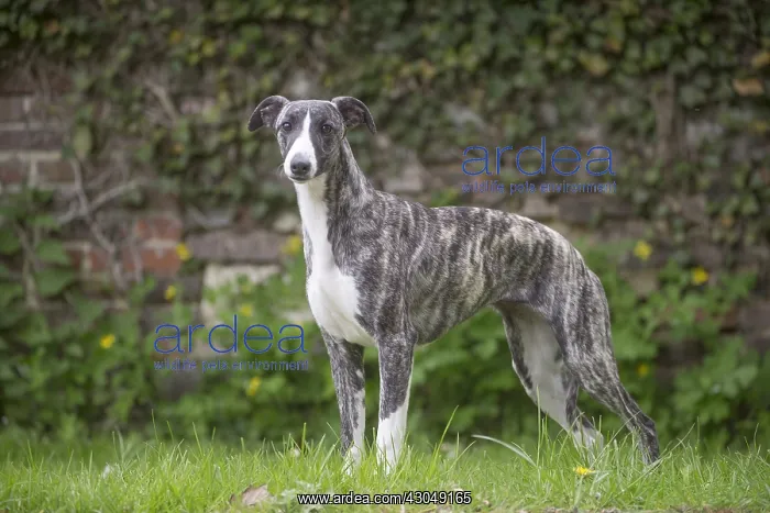  : Whippet Dog