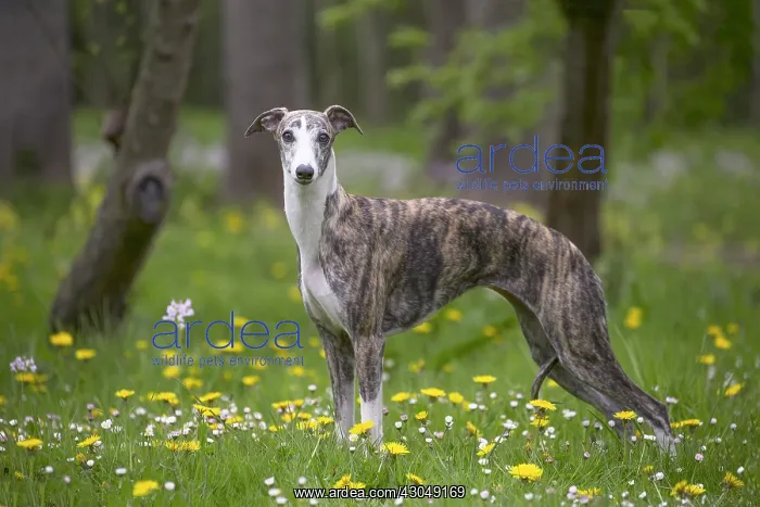  : Whippet Dog
