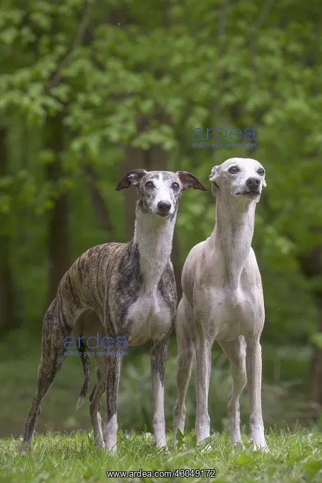  : Whippet Dog
