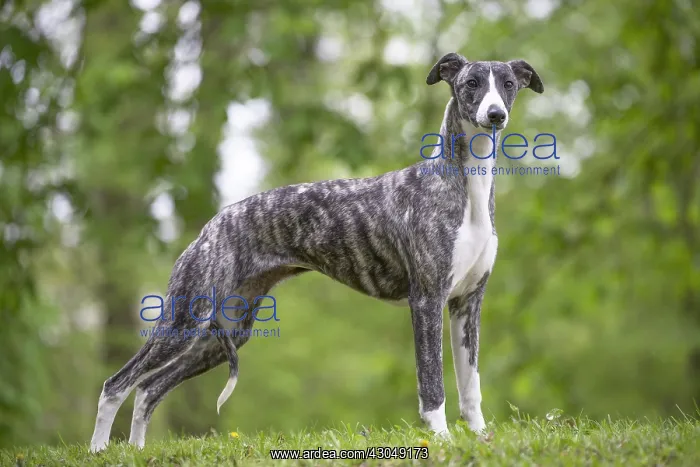  : Whippet Dog
