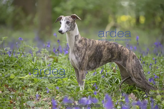  : Whippet Dog