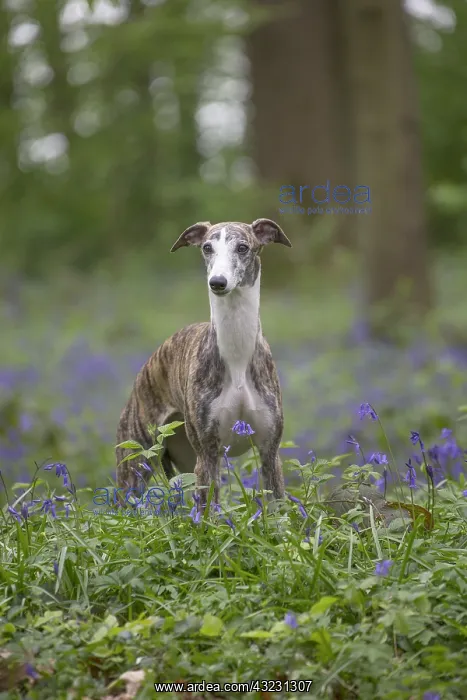  : Whippet Dog