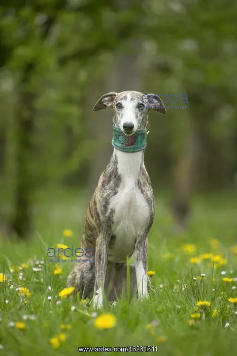  : Whippet Dog