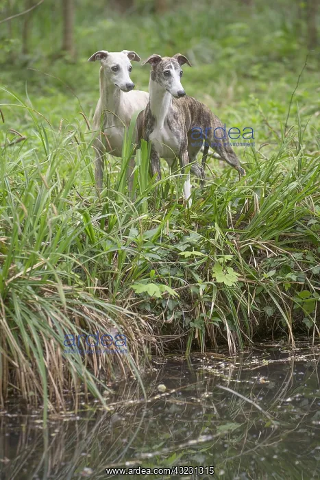  : Whippet Dog
