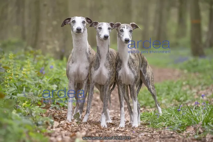  : Whippet Dog