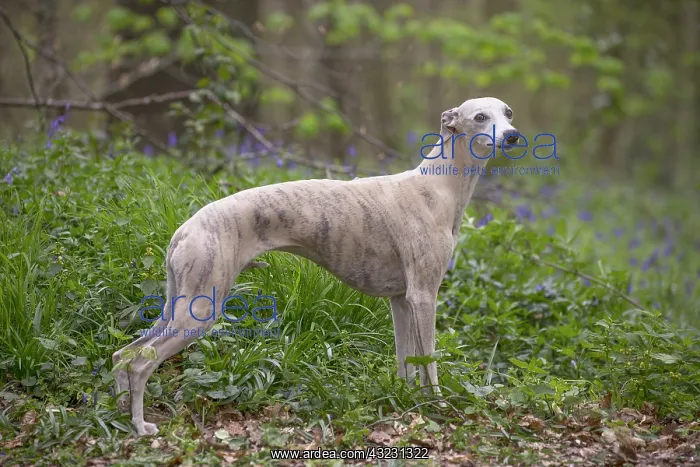  : Whippet Dog