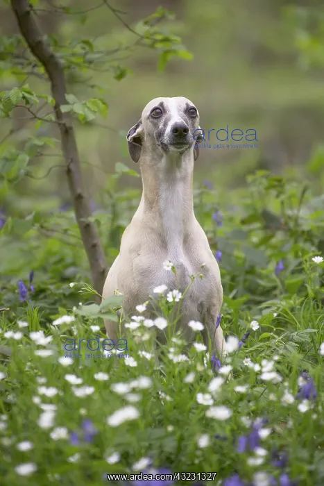  : Whippet Dog