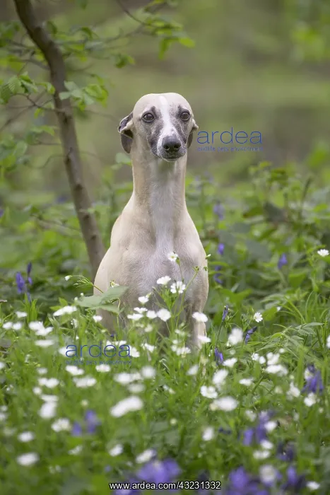  : Whippet Dog
